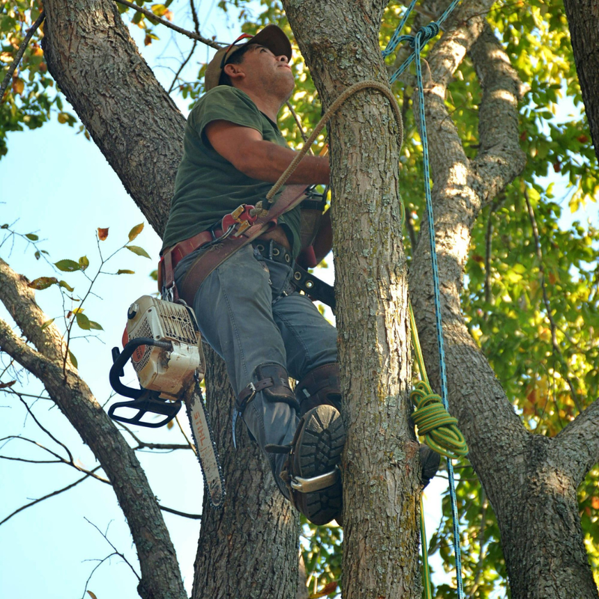 Tree climber wearing safety gear working high in a leafy tree with a chainsaw and rope.