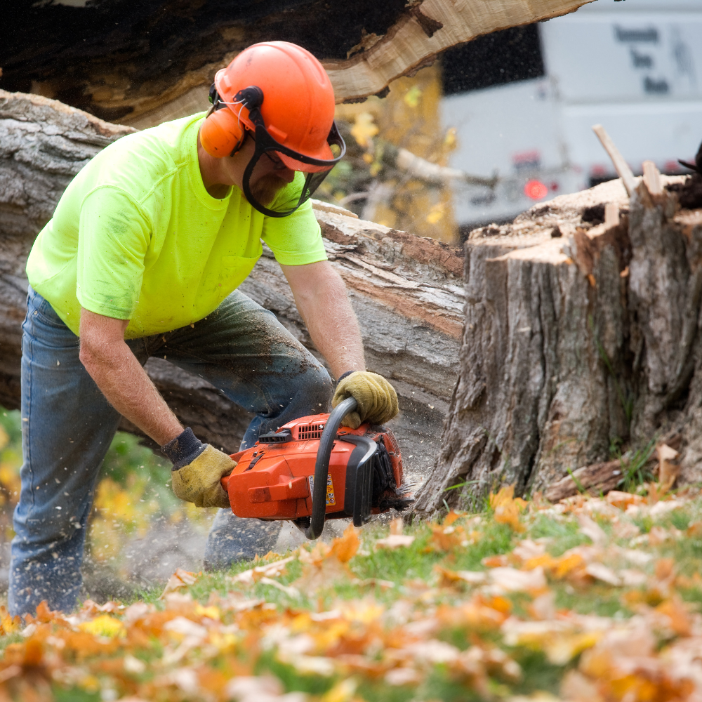 Carlo's Tree Service crew member in neon shirt cutting large fallen tree in Austin TX