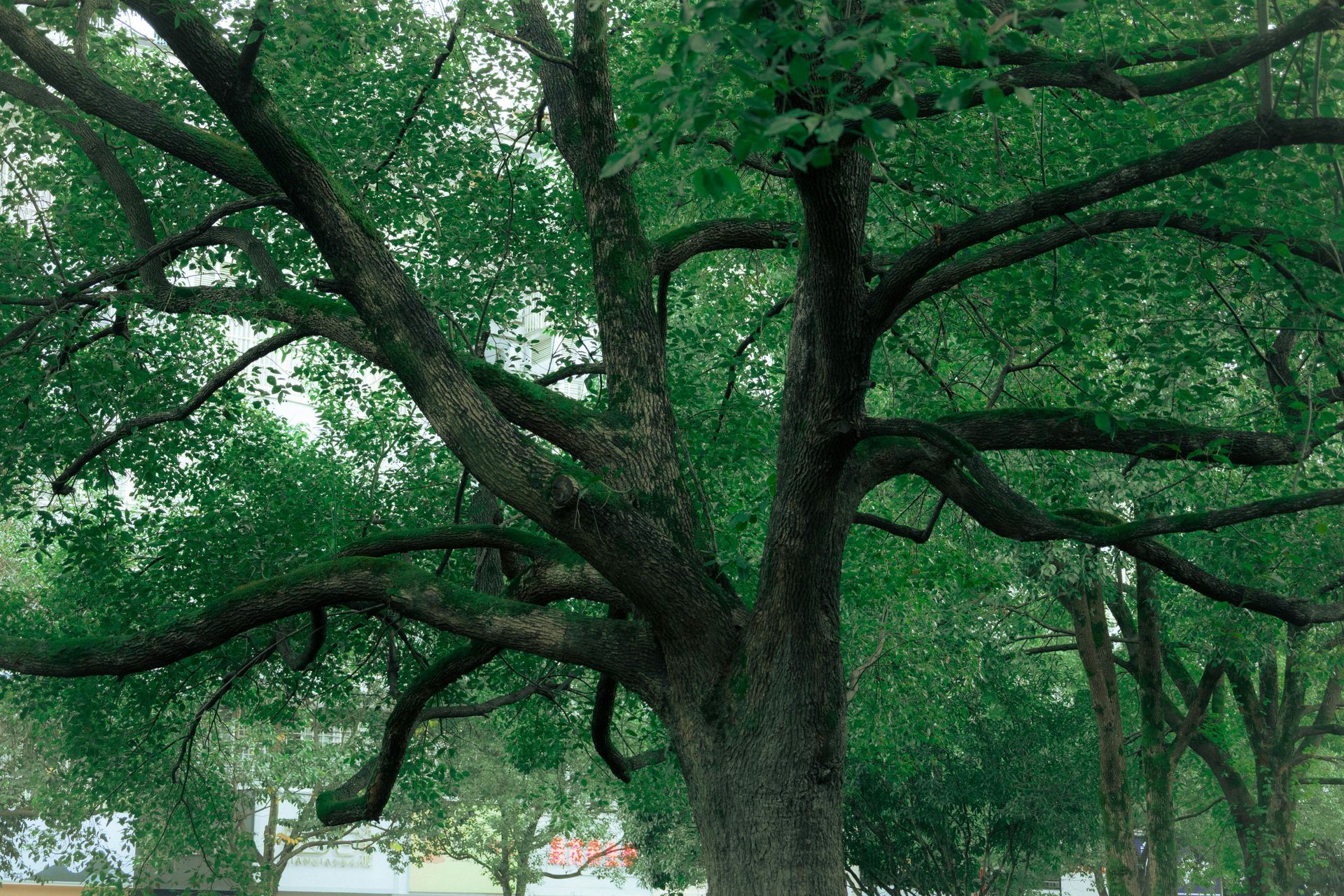 Large oak tree with sprawling branches at residential property in Austin TX