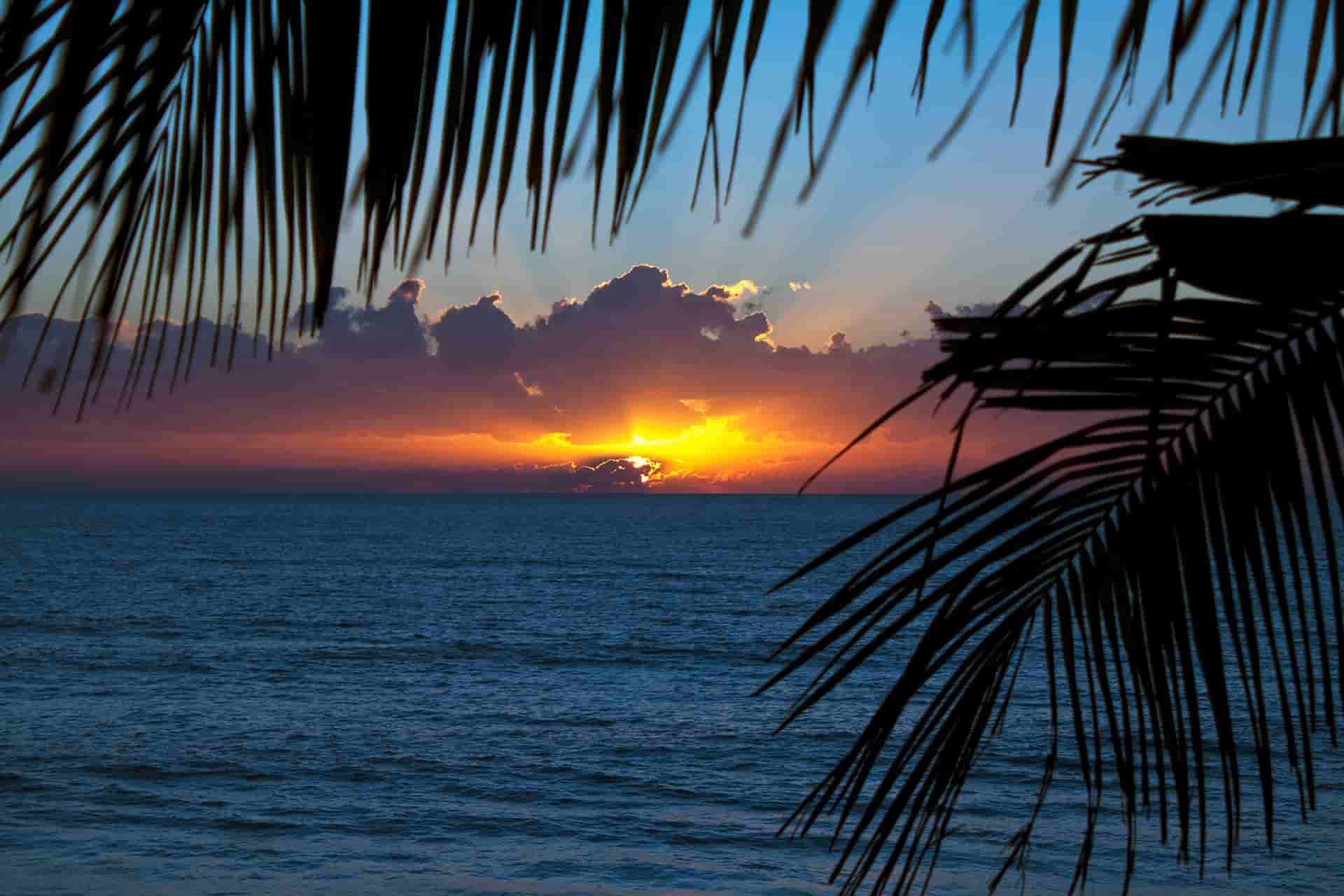 A Palm Tree is Silhouetted Against a Sunset Over the Ocean — GNQ Removals–Transport–Storage In Palm Cove, QLD