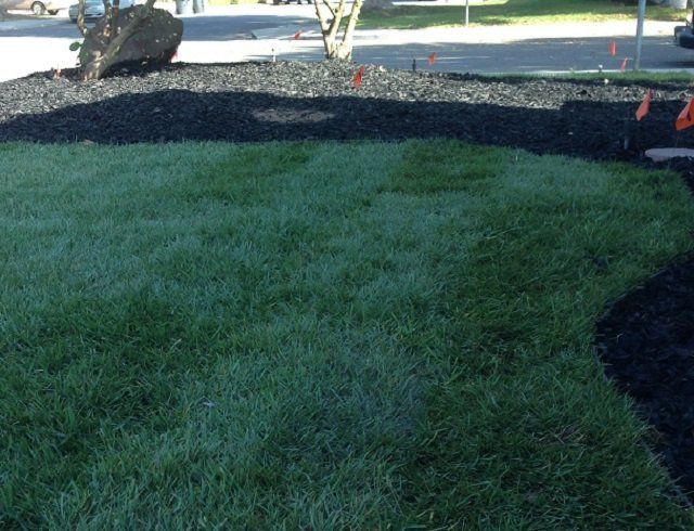A lush green lawn is surrounded by black mulch