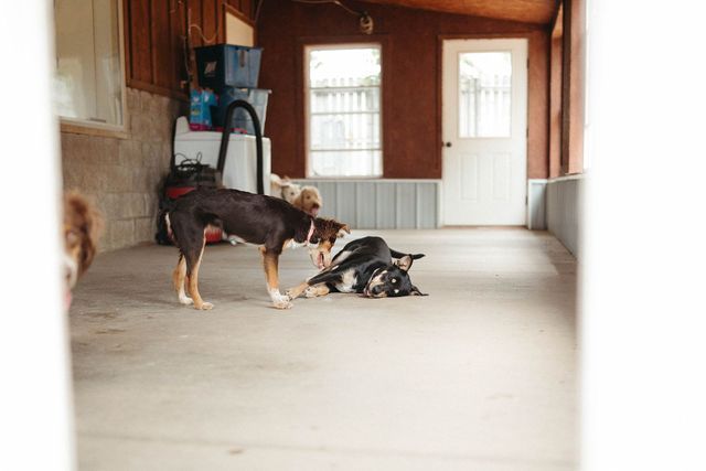 A Couple of Dogs Standing Next to Each Other in a Room | Springfield, MO | MMK9