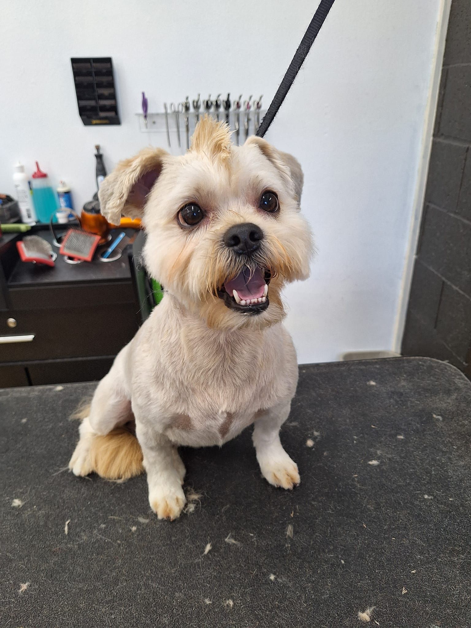 A Small Dog is Sitting on a Table with its Mouth Open | Springfield, MO | MMK9