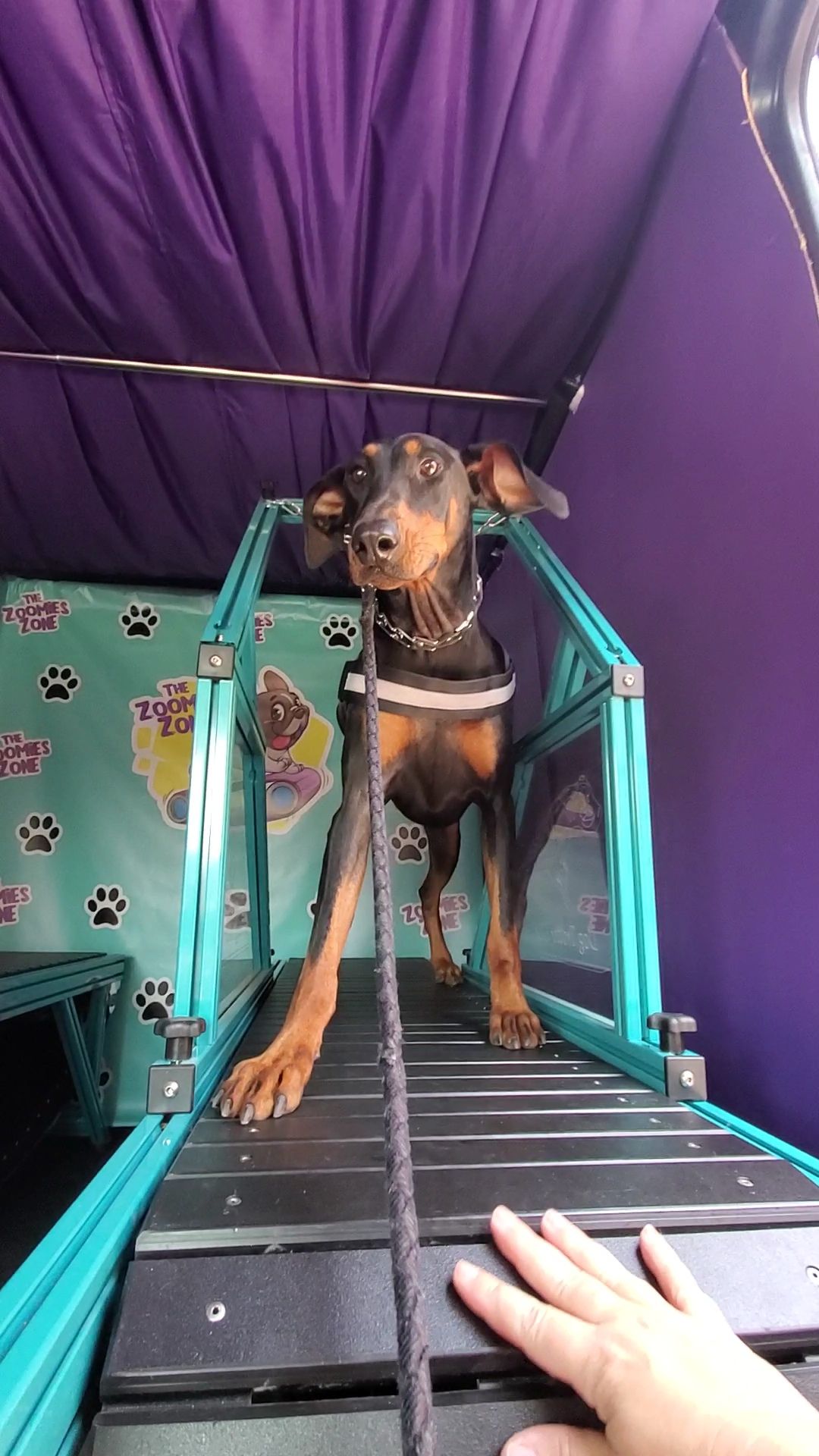 Doberman dog on a ramp with a leash. Inside of a mobile grooming van, turquoise and purple.