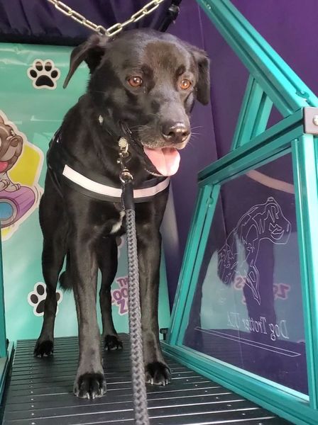 Black dog on a treadmill with leash, panting; teal, purple backdrop.