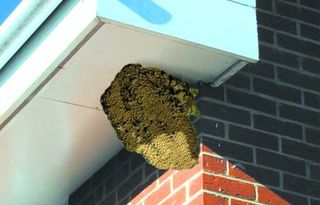 bird nest under soffit