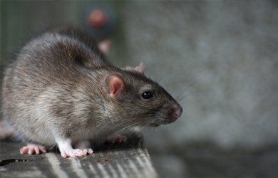 a grey rat