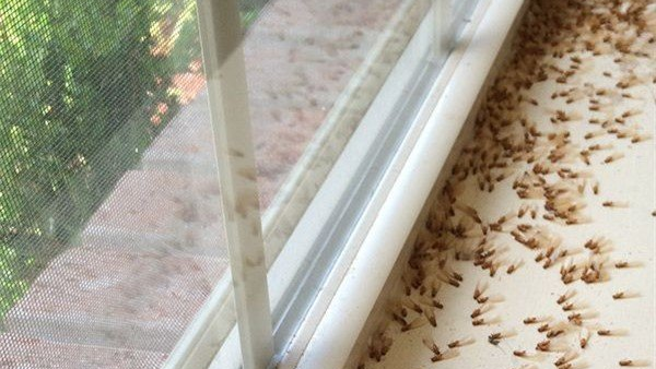 Termites on window sill