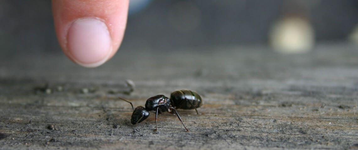 Are large black ants making their way across your kitchen counter? Call All County Termite & Pest Control.