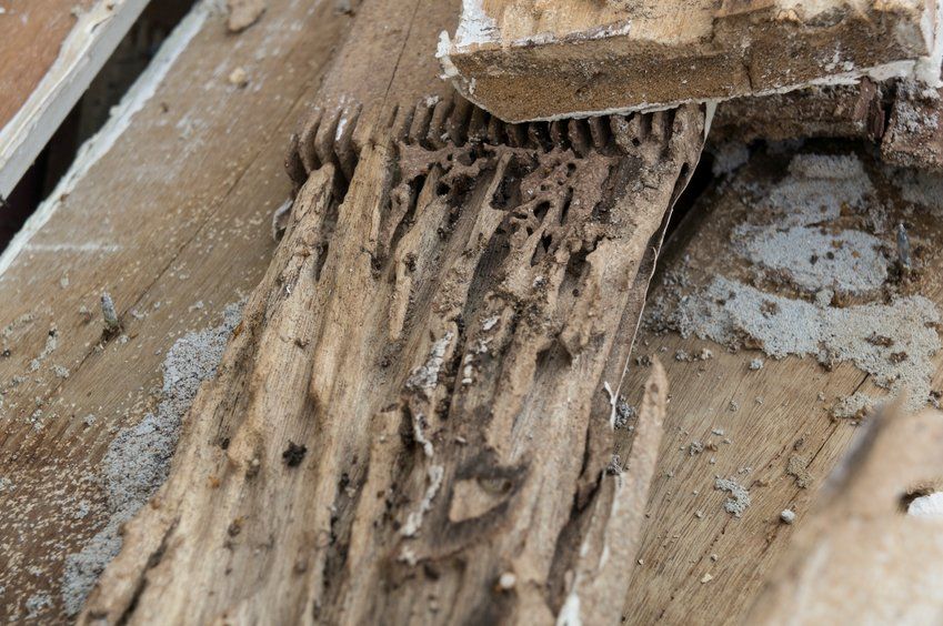 Detecting termite damage - Facts from All County Termite & Pest Control in Lancaster, Pa