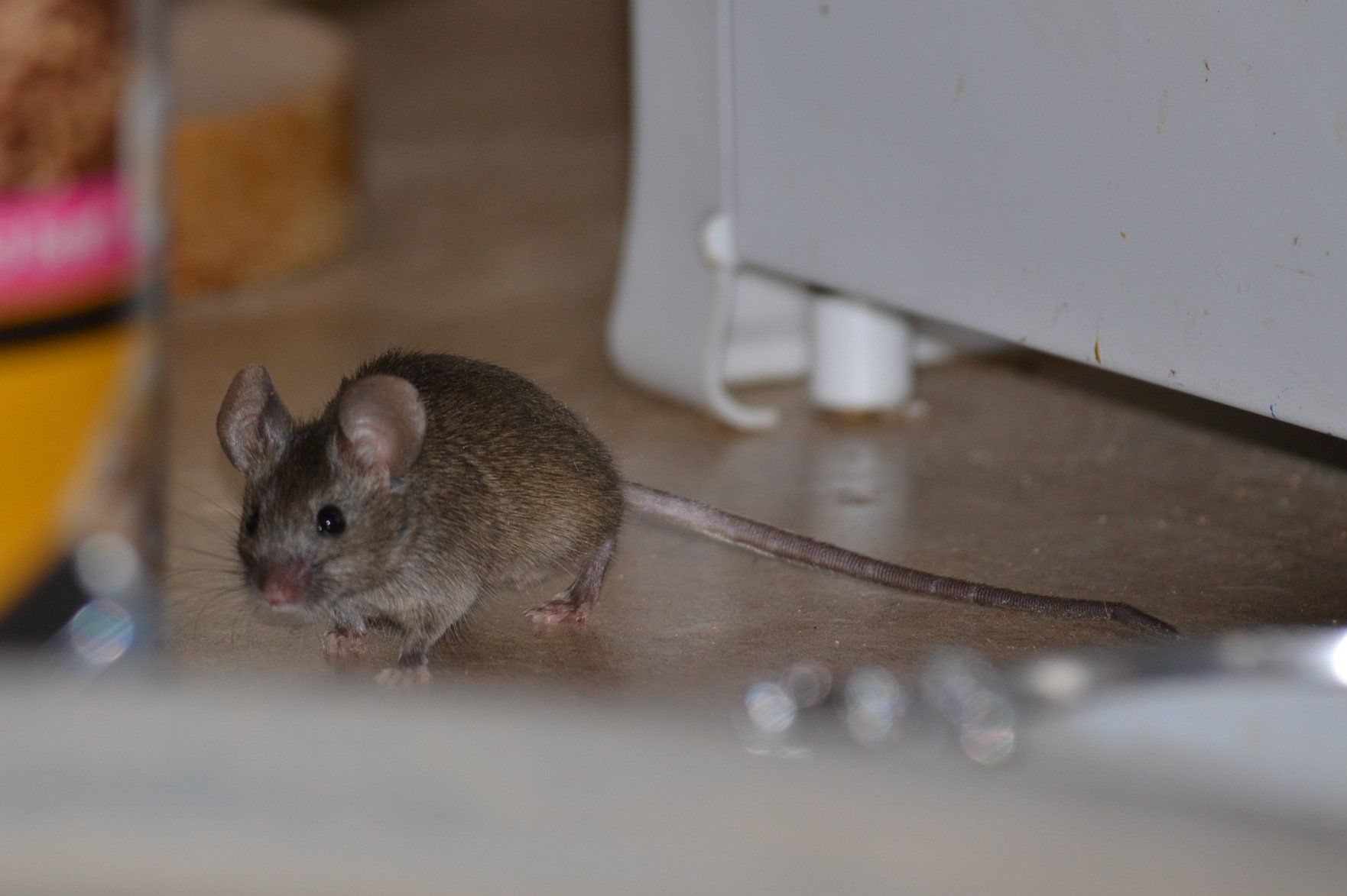 Мышь наблюдение