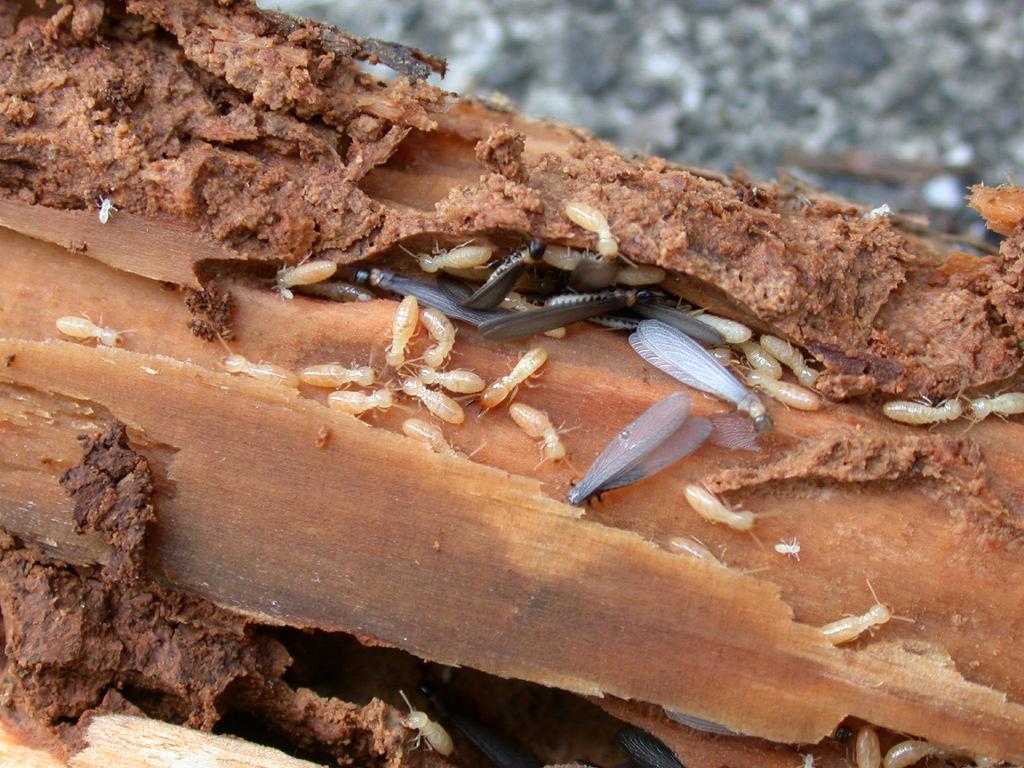 Lancaster, Pa Termite Treatment
