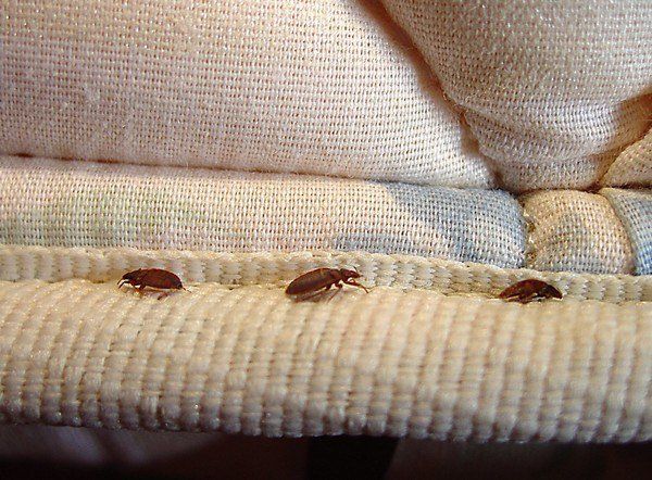 Tips for getting rid of bed bugs from All County Termite & Pest Control