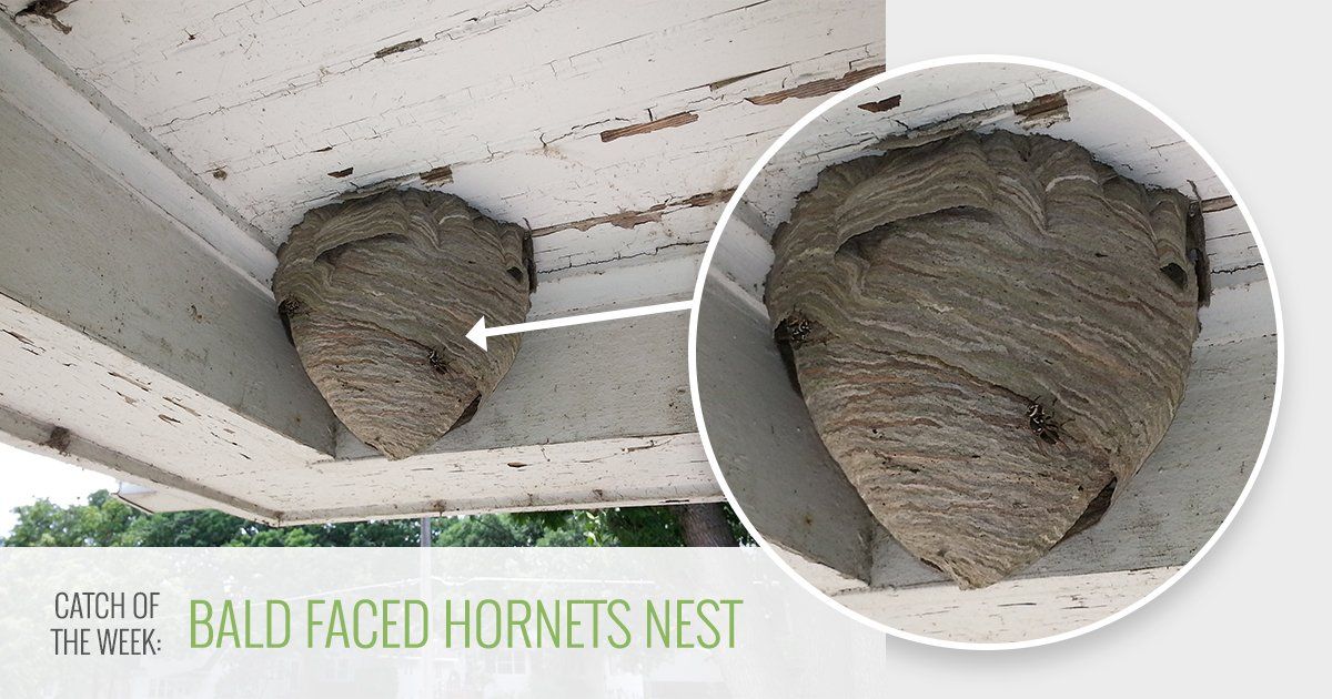 hornets nest
