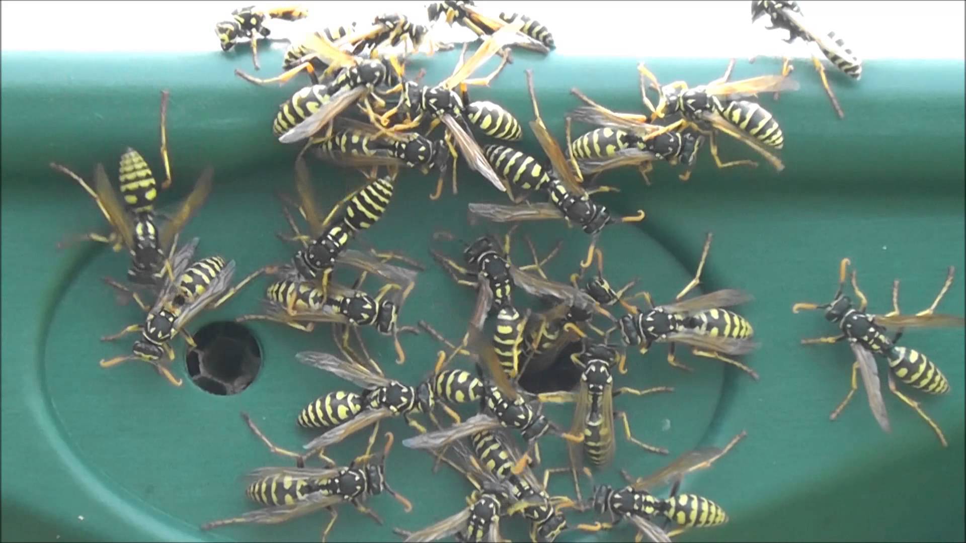 Efficient Yellow Jackets Exterminator Services