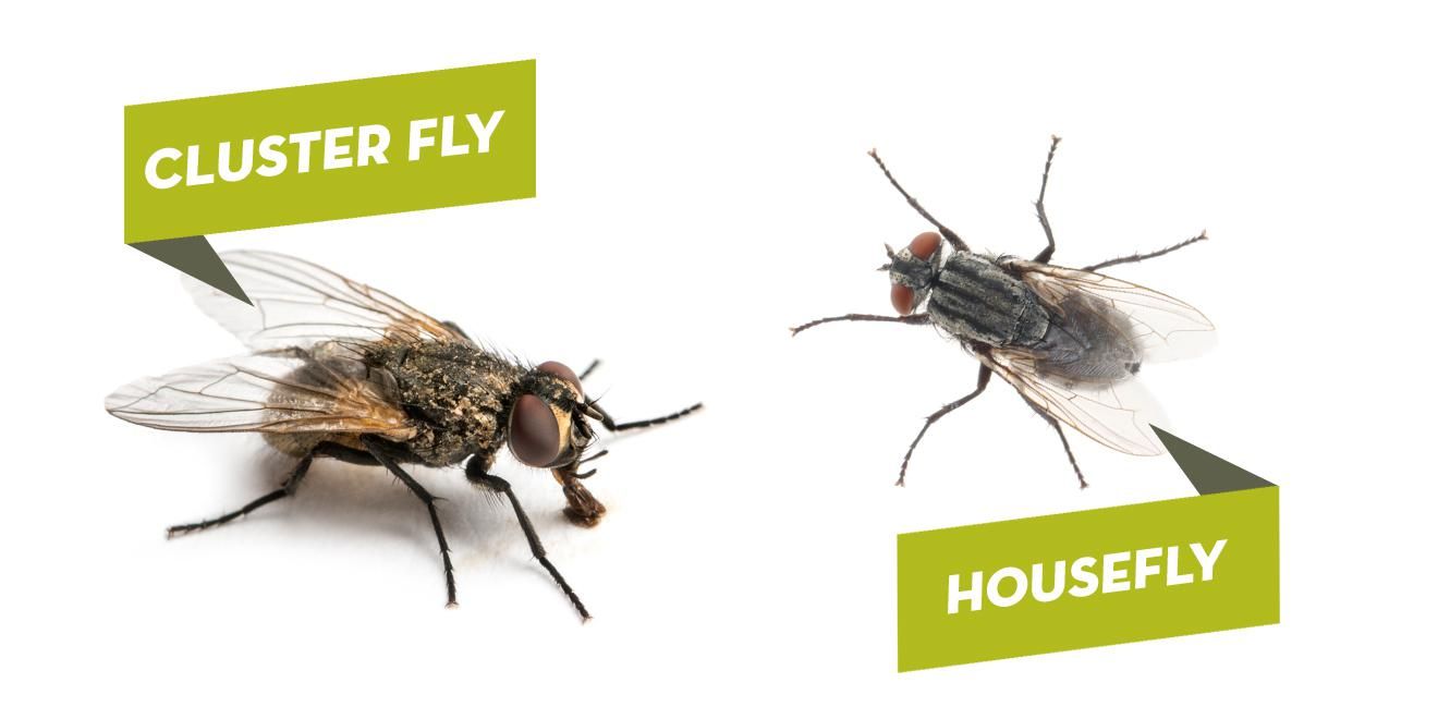 cluster fly v housefly | Call All County for flies and pest control service in Lancaster pa
