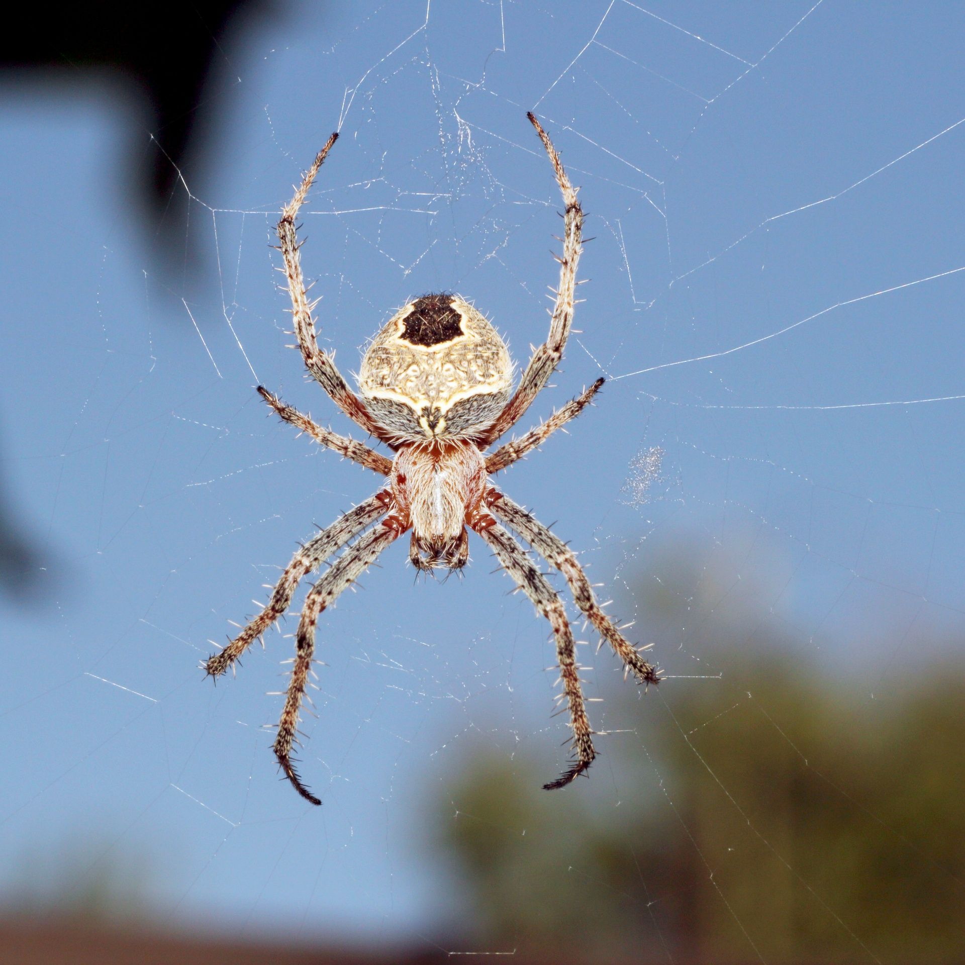 spider in web