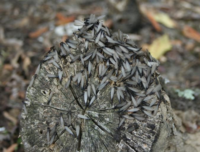 Termites swarming from a stump.