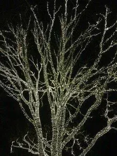 Tree covered in bright white lights against a black night sky.