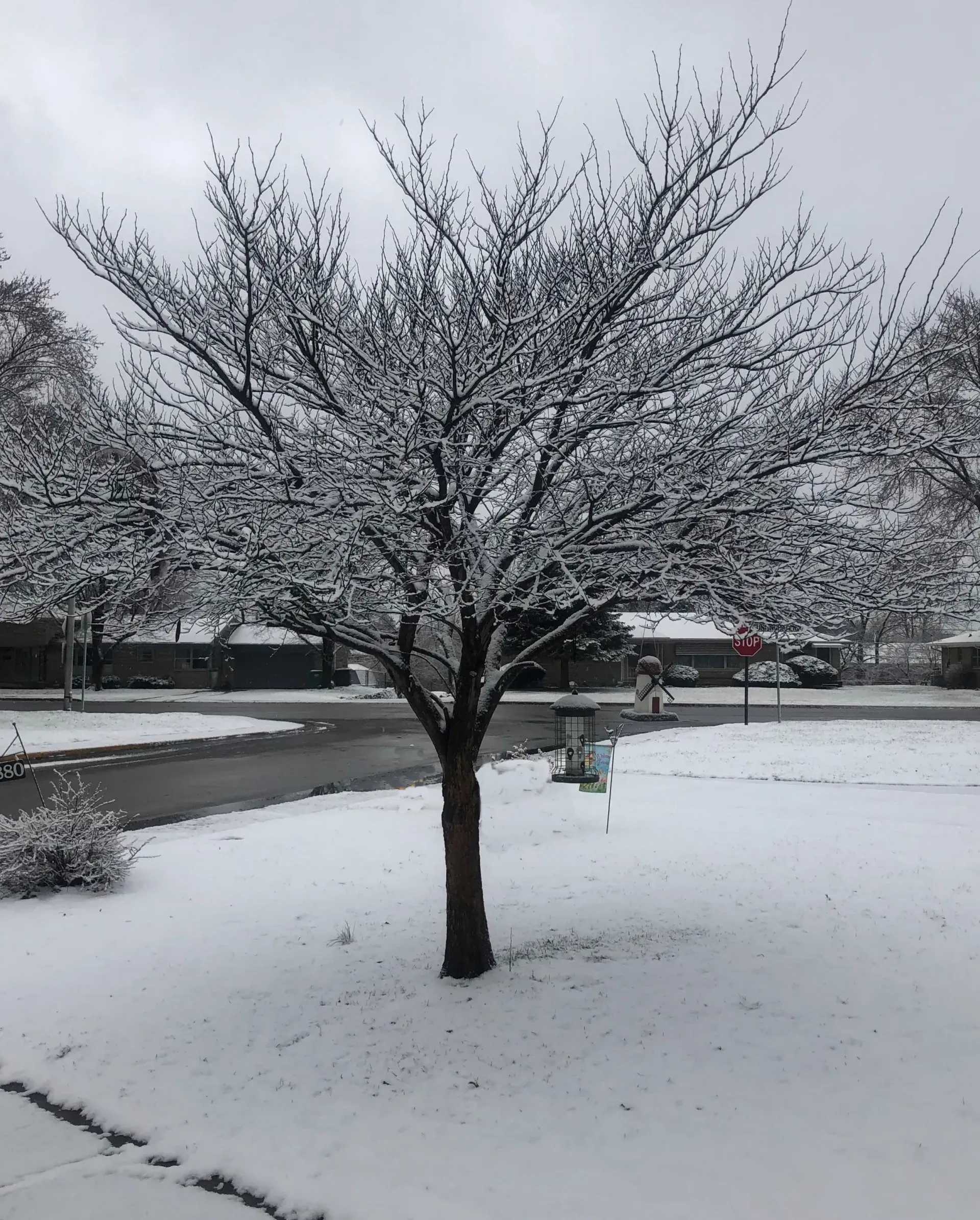 Snow-covered tree in a residential neighborhood, with houses and a gray sky visible in the background.