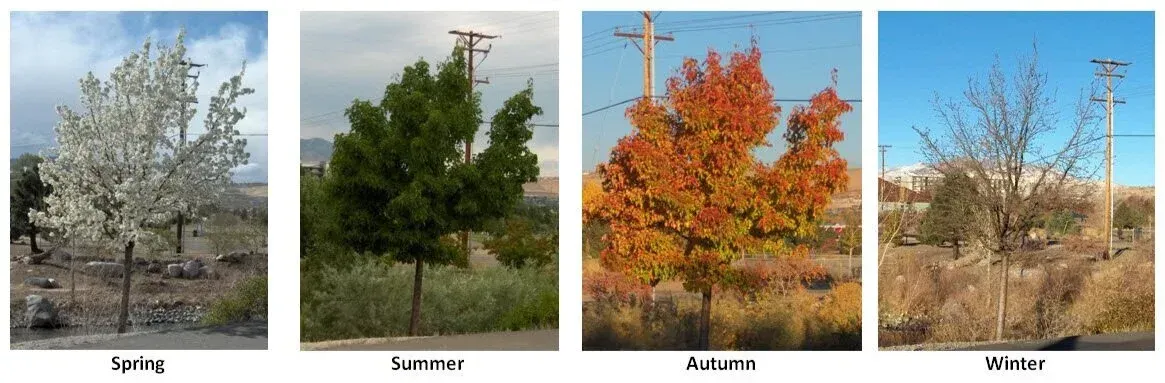 Four seasons: Spring (white blossoms), Summer (green), Autumn (red/orange leaves), Winter (bare branches).