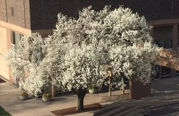 A large flowering tree with white blossoms stands in front of a building on a sunny day.
