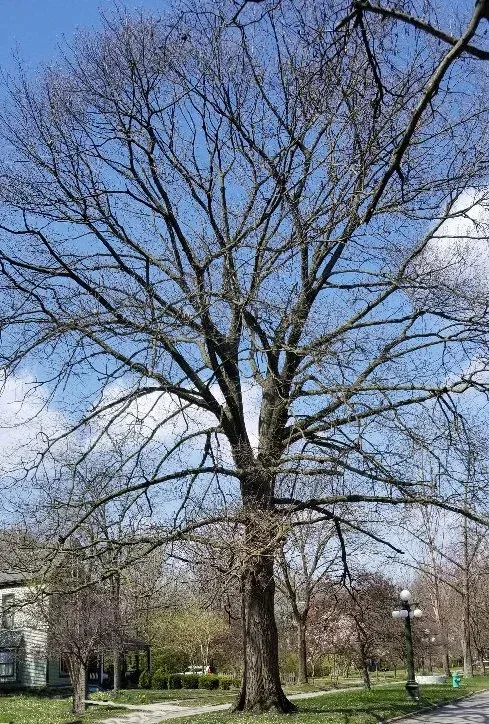 Bare tree with many branches against a partly cloudy blue sky.