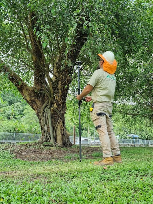 Arborist Doing Tree Assessment Using His Tools — Tree Removal in Yorkeys Knob, QLD