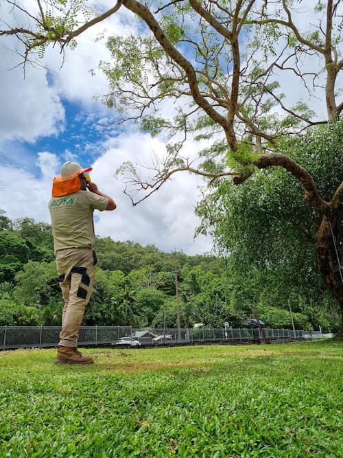 Expert Doing Tree Consultation — Tree Removal in Yorkeys Knob, QLD