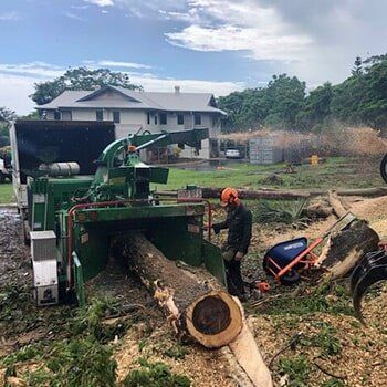 Land Clearing — Tree Removal in Yorkeys Knob, QLD