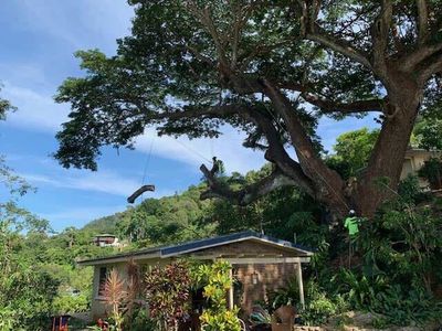 Tree Services — Tree Removal in Yorkeys Knob, QLD