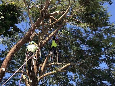 Tree Pruning — Tree Removal in Yorkeys Knob, QLD