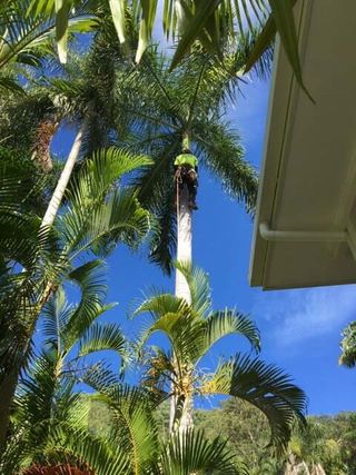 Palm Tree Cutting — Tree Removal in Yorkeys Knob, QLD
