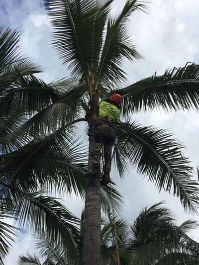 Palm Tree Trimming — Tree Removal in Yorkeys Knob, QLD