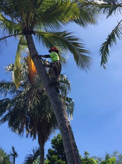 Coconut De-nutting | Cairns | Advanced Vegetation Management
