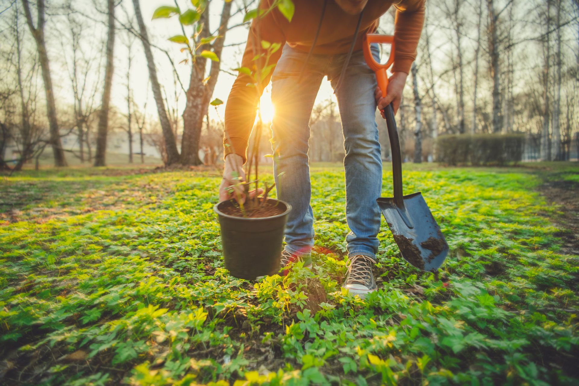 Planting A Tree | Kerman, CA | C Quality Tree Service