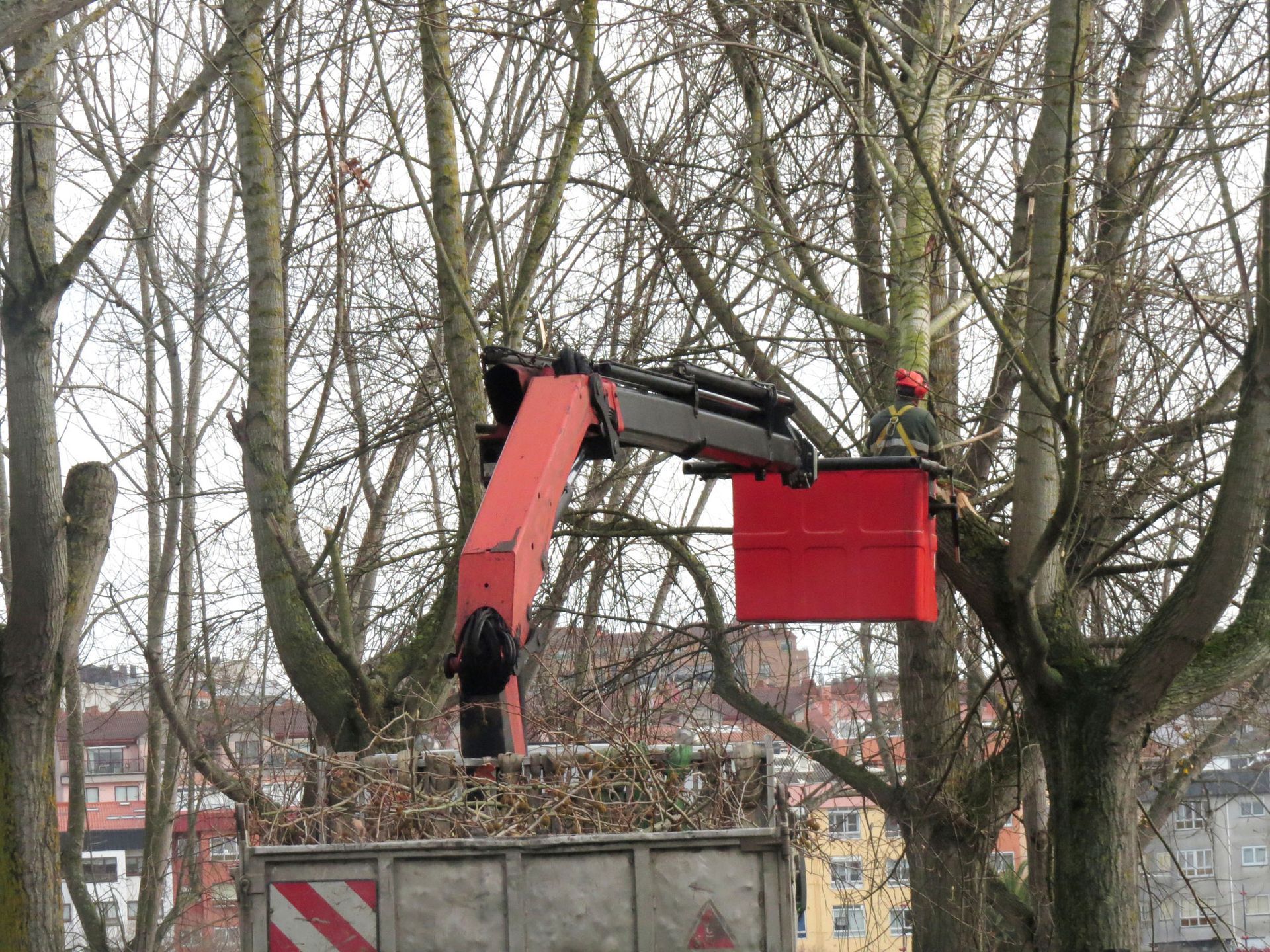 Tree Topping | Kerman, CA | C Quality Tree Service