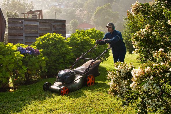 Person mowing a lush green lawn in a sunny garden with shrubs and a shed in the background.
