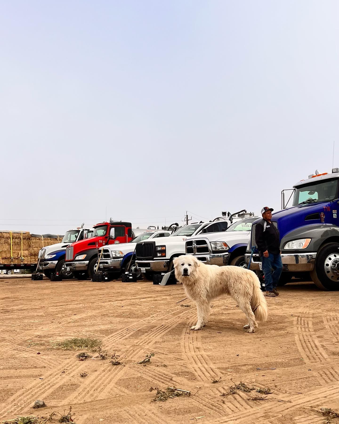 A man and a dog are standing in front of a row of trucks.