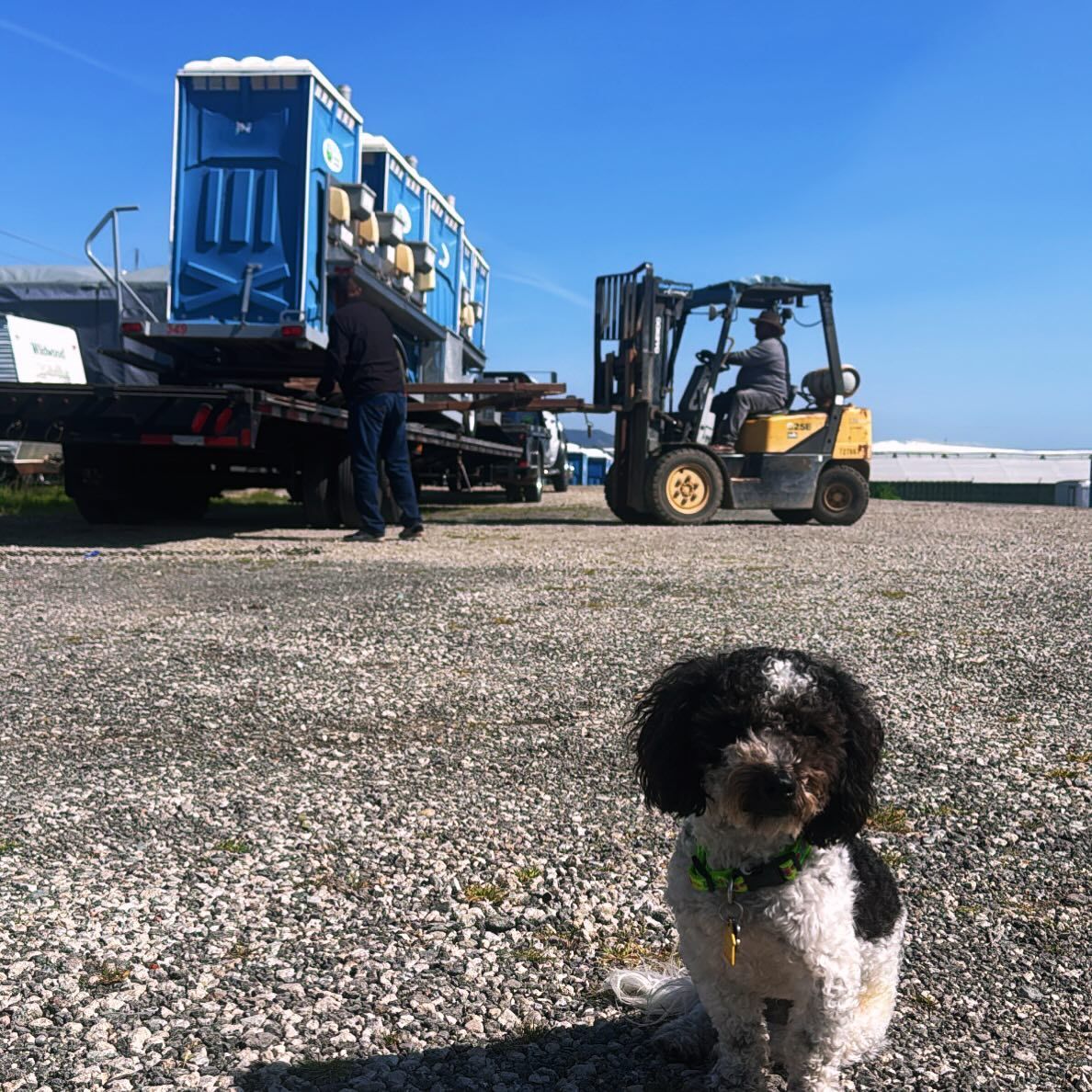A small dog is sitting in front of a forklift