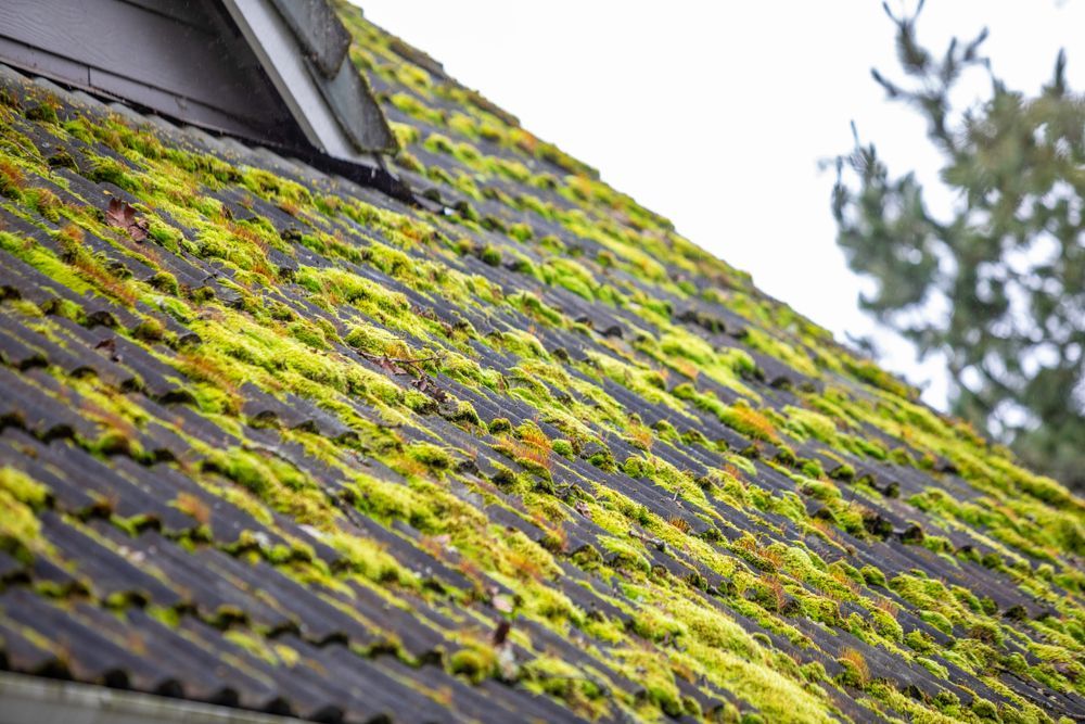 Black Roof Streaks The Risks and Treatment of Algae Growth on Your