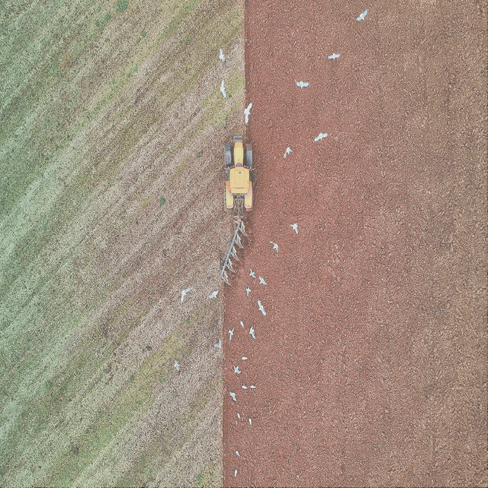 Overhead view of a yellow tractor plowing a field, followed by a flock of white birds.