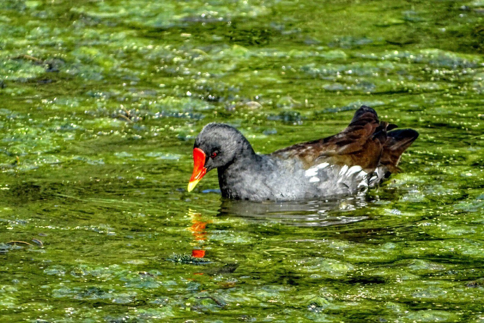Moorhen