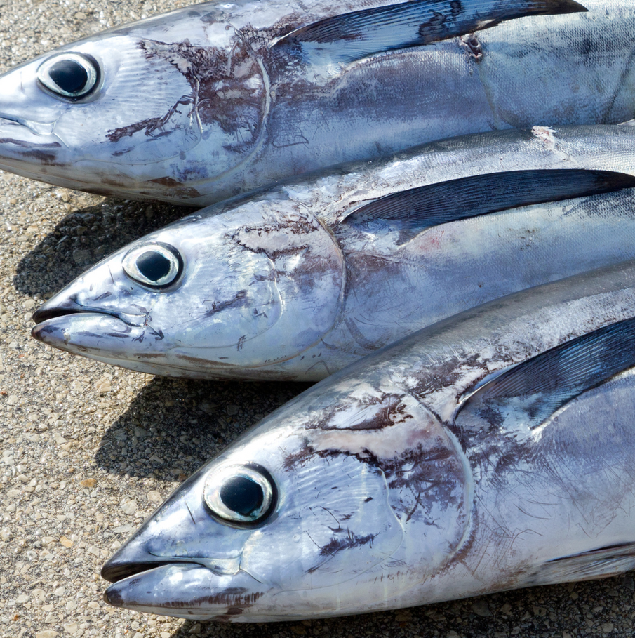 Albacore fishing in Long Island