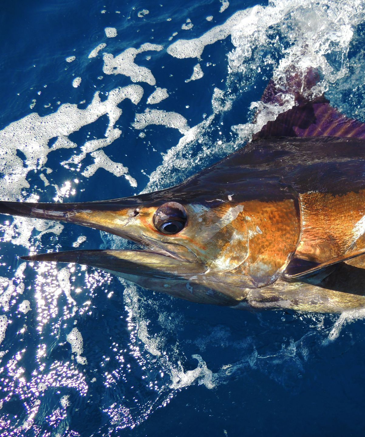 Long Island New York blue marlin