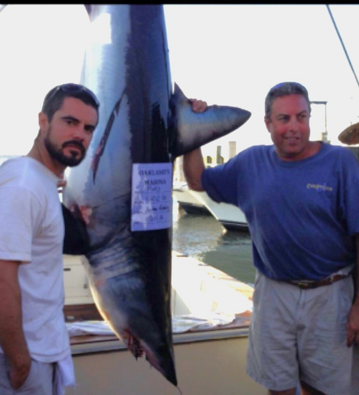Mako shark from long island