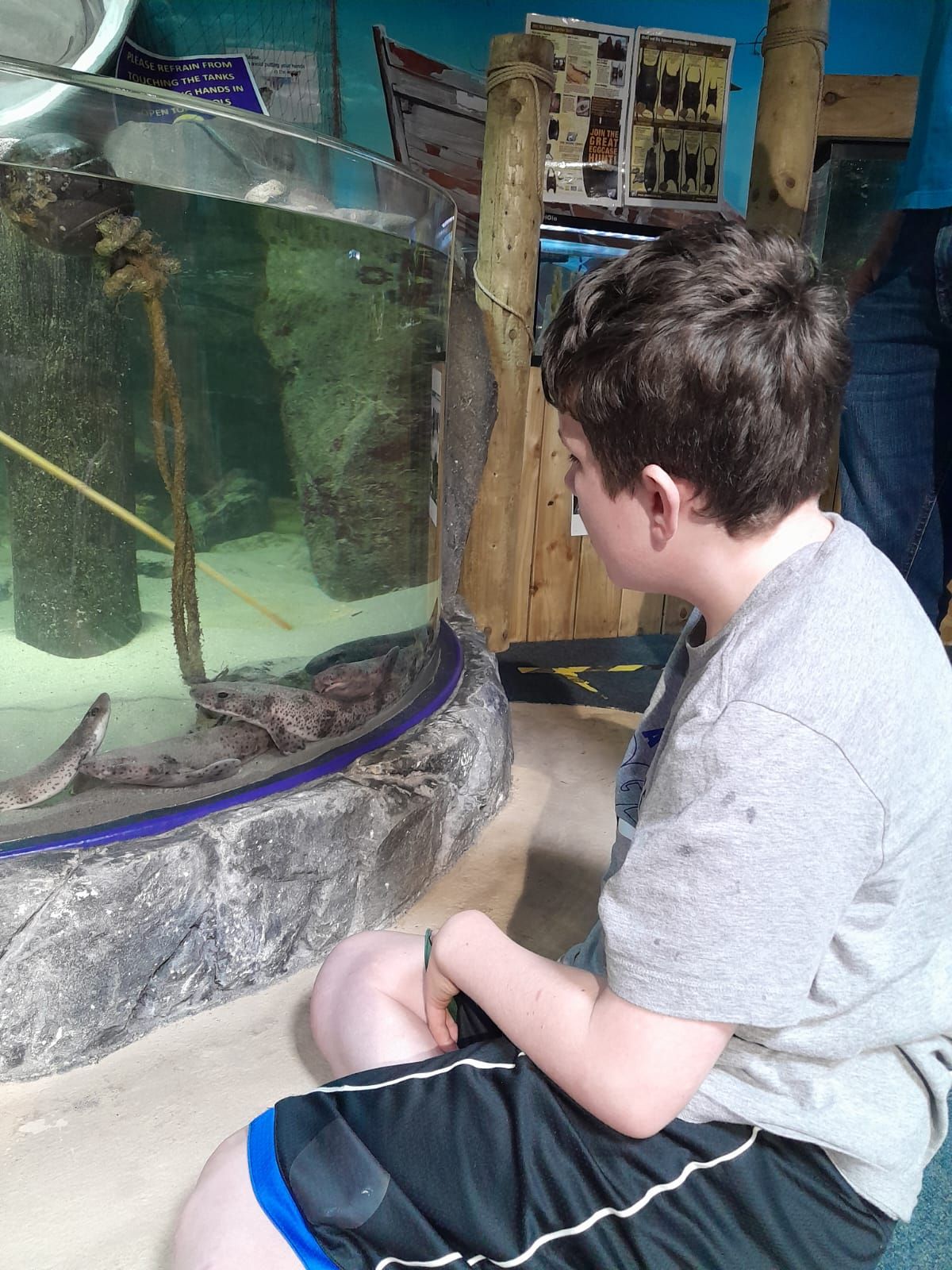 A young boy is sitting in front of a fish tank