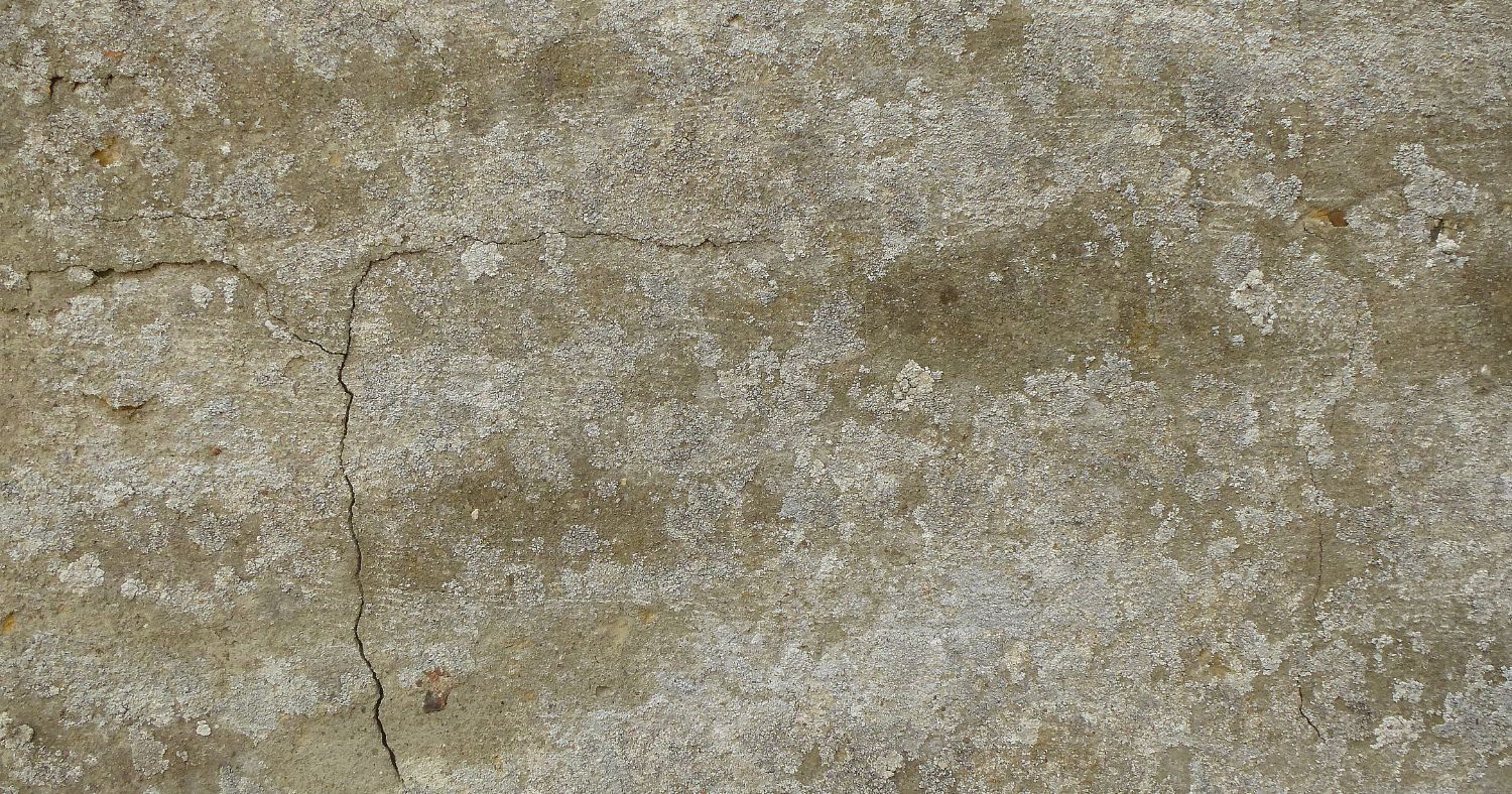 mold on concrete