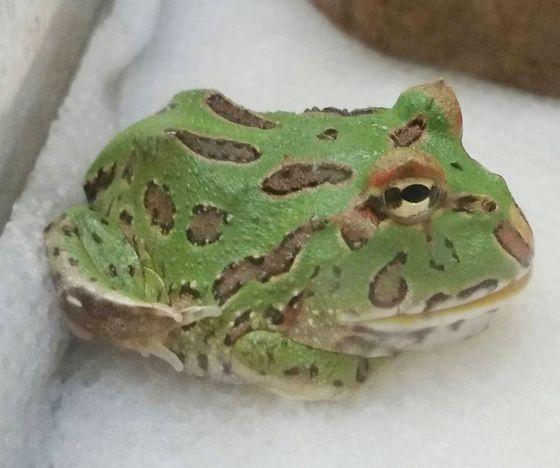 A frog in our store