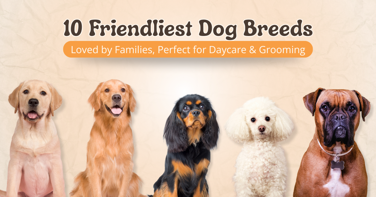 Friendly dog breeds—Labrador, Golden Retriever, Cavalier Spaniel, Poodle, Boxer—featured in Logan’s 